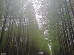 -日照海滨国家森林公园