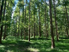 -黄海国家森林公园