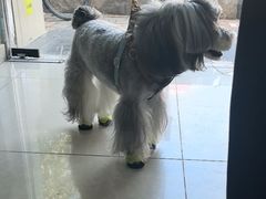 -瑞派福兴宠物医院犬猫全科·骨科·中西医结合(河东店)