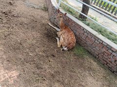 -丽泽山庄·生态怀柔菜·虹鳟鱼(红螺寺店)