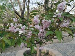 -长白岛森林公园
