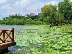 -丁香湖公园