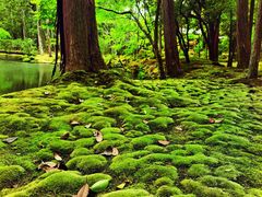 -西芳寺(苔寺)