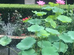 -北京协和医院(东单院区)