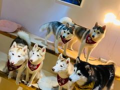 -Husky Go! 哈士奇体验馆·宠物咖啡厅狗咖