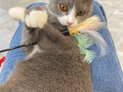 -猫力发电所·宠物专门店