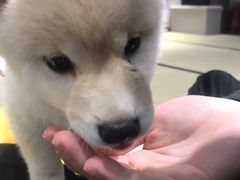 -逗柴咖啡屋·狗咖猫咖宠物桌游