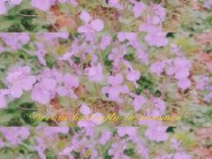 -紫颐香薰山谷景区