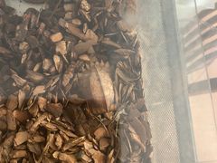 -灵龟之家百象馆(百象馆联合旗舰店)