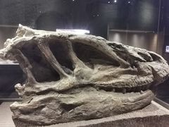 -自贡恐龙博物馆