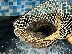 -九寨沟石锅鱼(沣峪口店)