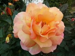 -人民公园(罗湖区)