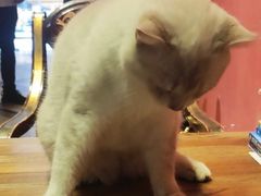 -猫色咖啡·猫咖