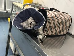 -伟伟宠物医院·CT影像中心·瑞派犬猫综合性门诊(汉口总院)