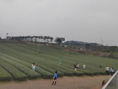 -雪绿茶博物馆