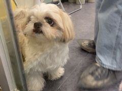 -有喵·猫咖·狗咖·30几只猫10只小狗(岗厦店)