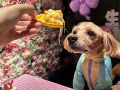 -百好乐宠物友好餐厅(朝外大街店)