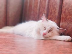 -猫小院猫主题餐厅(三里屯店)