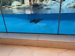 -帝企鹅自助餐厅•儿童岛•真企鹅(长隆企鹅酒店)