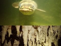 -怀托摩萤火虫洞