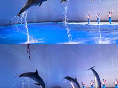 -上海海昌海洋公园