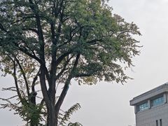 -北京大学-燕南食堂