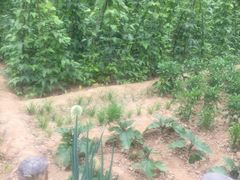 -延安杨家岭革命旧址