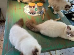 -喵喵咪呀布偶猫咖(春熙路店)