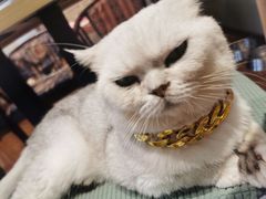 -绒爪撸猫下午茶·猫咖