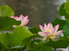 -木塔寺遗址生态公园