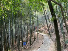 -上海佘山国家森林公园天马山园