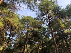 -铁山坪森林公园