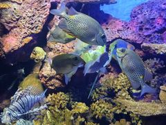 -上海海洋水族馆