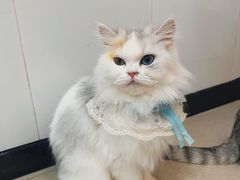 -共舞时光猫咖·狗咖(新街口店)
