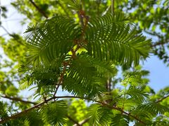 -白水寺森林公园