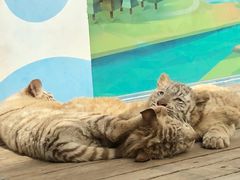 -大连森林动物园