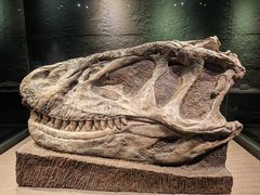 -自贡恐龙博物馆