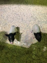 点击看大图 -酷嗒动物文化乐园(cutezoo西溪乐天城店)