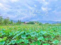 -长兴太湖图影湿地文化园