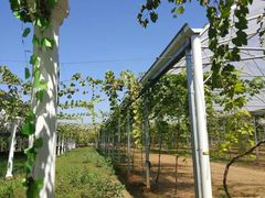 -白鹿原葡萄主题公园