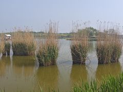 -西青郊野公园