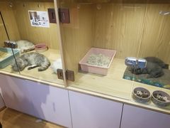 -屋虎猫馆(宝安大仟里店)