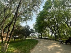 -大兴滨河森林公园