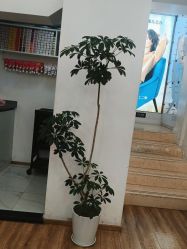 -YESIDO椰岛造型