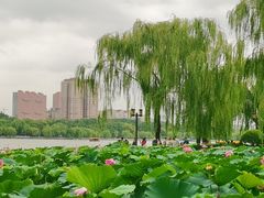 -济南大明湖景区