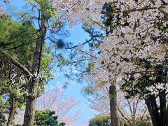 -高东镇樱花园