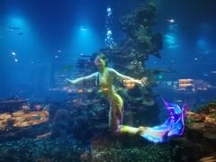 -海棠湾洲际-涛·海底餐厅·美人鱼·自助餐·海底隧道