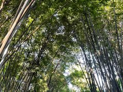 -望江楼公园