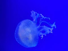 -海合安武汉极地海洋公园