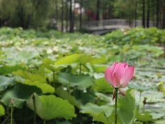 -大宁公园